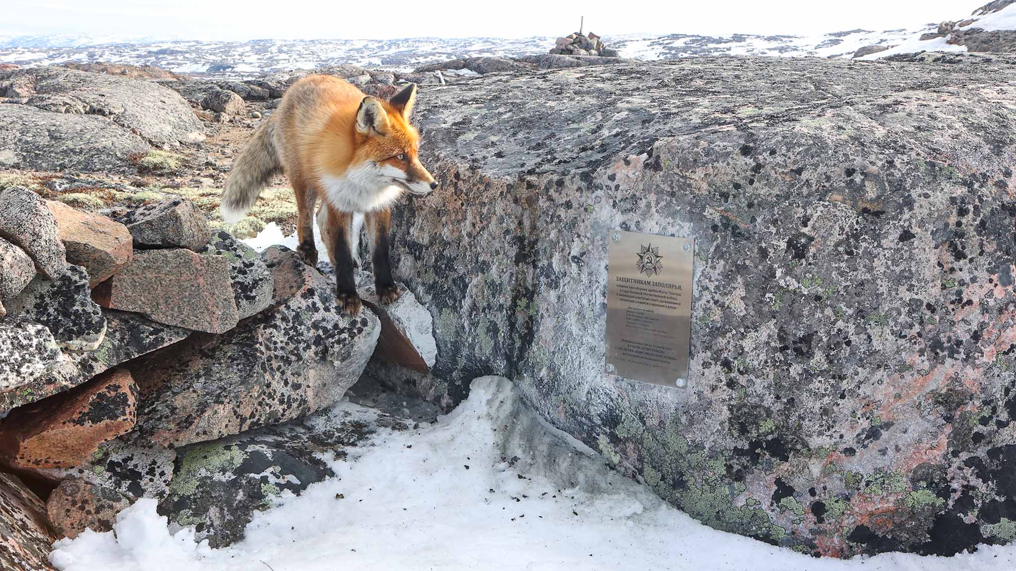 Лис внимательно изучил закрепленную на камне доску.