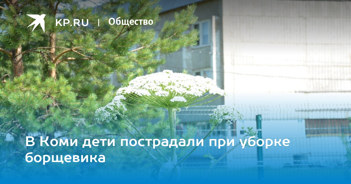 В коми дети получили ожоги при уборке борщевика thumbnail