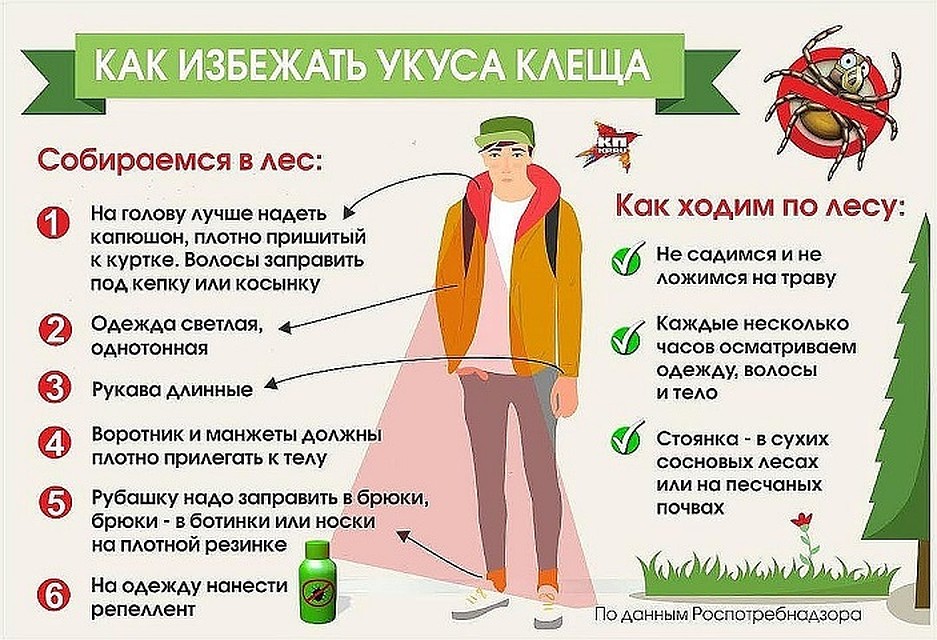 КАК УБЕРЕЧЬСЯ ОТ КЛЕЩЕВОГО ЭНЦЕФАЛИТА траве под КАК УБЕРЕЧЬСЯ ОТ КЛЕЩЕВОГО ЭНЦЕФАЛИТА траве под