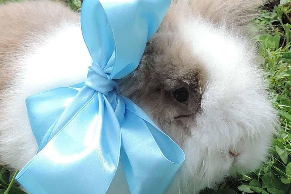 ÐÑолик ÐÑÑок ФоÑо: Ðколого-биологиÑеÑкий ÑенÑÑ Ð¡Ð¾Ñи