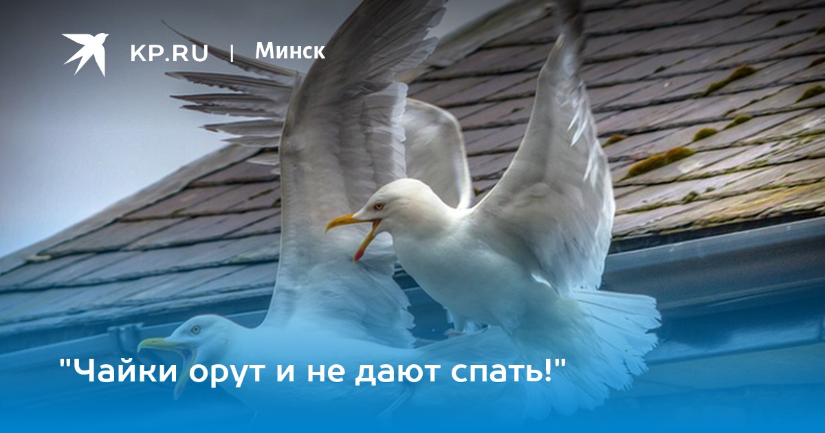 Ялта осенью. Гусейн манапов чайки. Я не стану ждать тебя на берегу песня. Слава песни чайки. Песня чайки стонут и кричат.