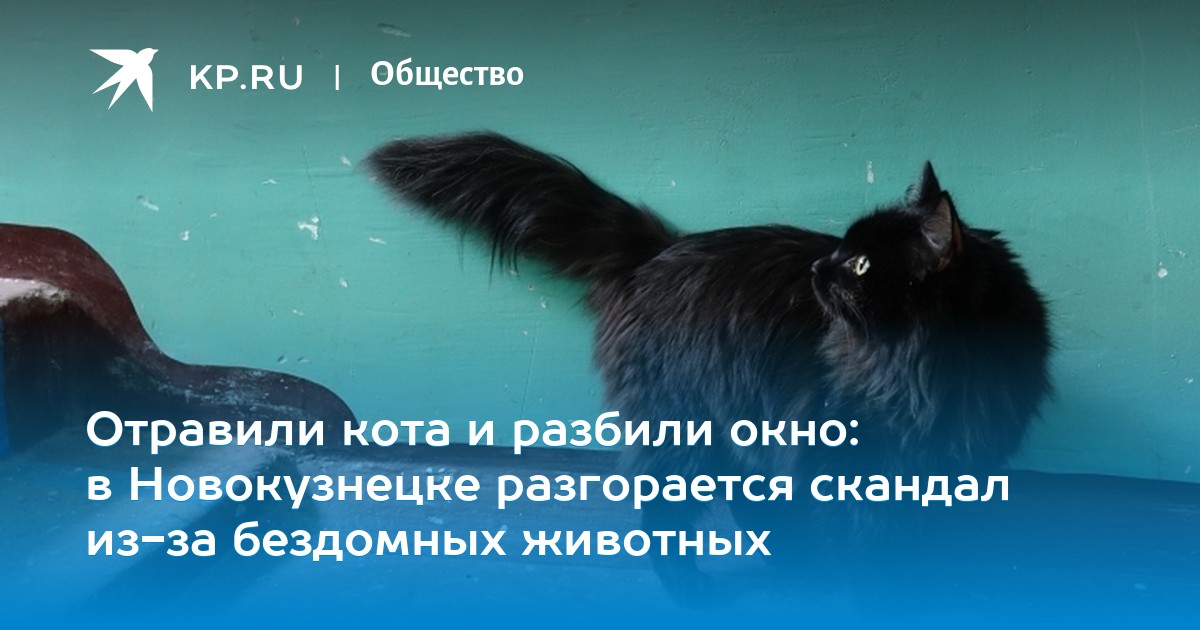 Кот и мышка. Центральное и вестибулярное синдром кошка. Кот съел мышь. Бывший отравил кота. Кот съел отравленную мышь.