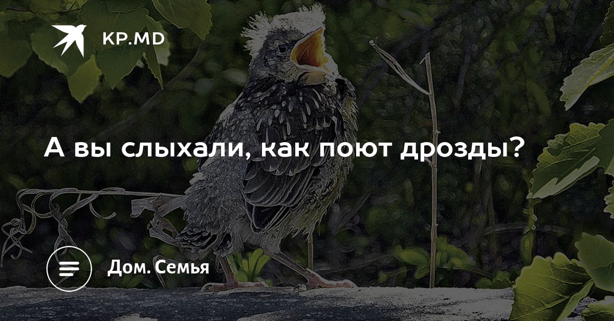 ВЫ СЛЫХАЛИ КАК ПОЮТ ДРОЗДЫ MP3 СКАЧАТЬ БЕСПЛАТНО ВЫ СЛЫХАЛИ КАК ПОЮТ ДРОЗДЫ MP3 СКАЧАТЬ БЕСПЛАТНО
