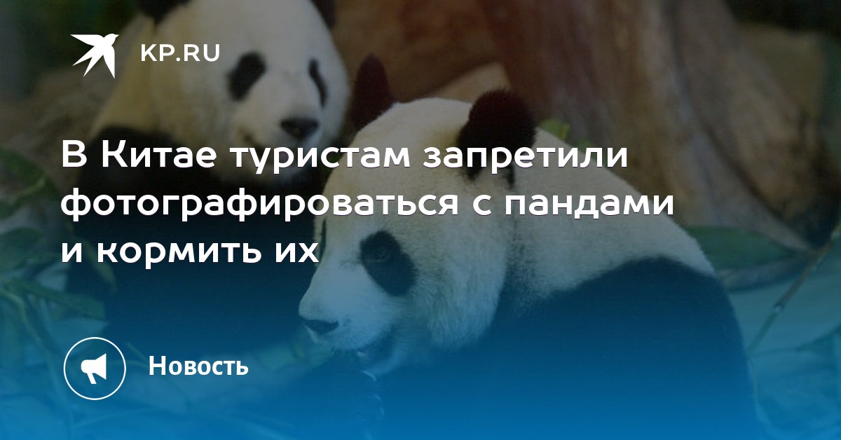 В Китае запретили фотографироваться и кормить панд. Больше нет возможности увидеть их на память!