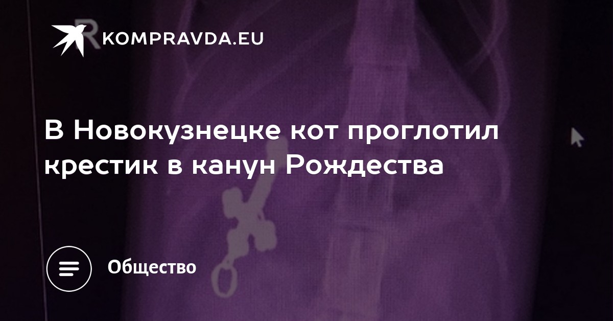 Ближе к Богу: в Новокузнецке кот проглотил крестик Ближе к Богу: в Новокузнецке кот проглотил крестик