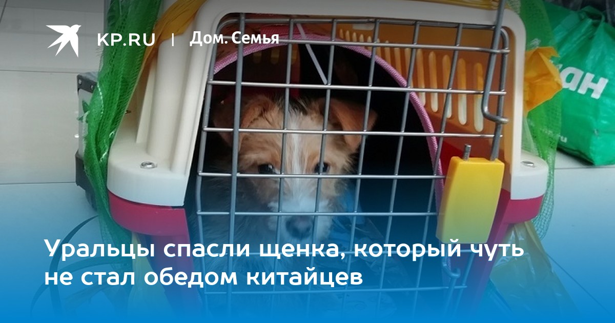 Щенка спасли при помощи пылесоса Щенка спасли при помощи пылесоса
