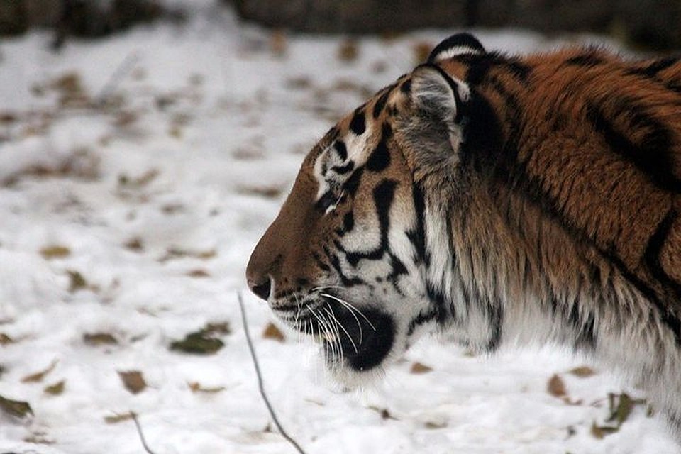 Специалисты утверждают, что тигр просто так не нападает. Фото: pixabay.com