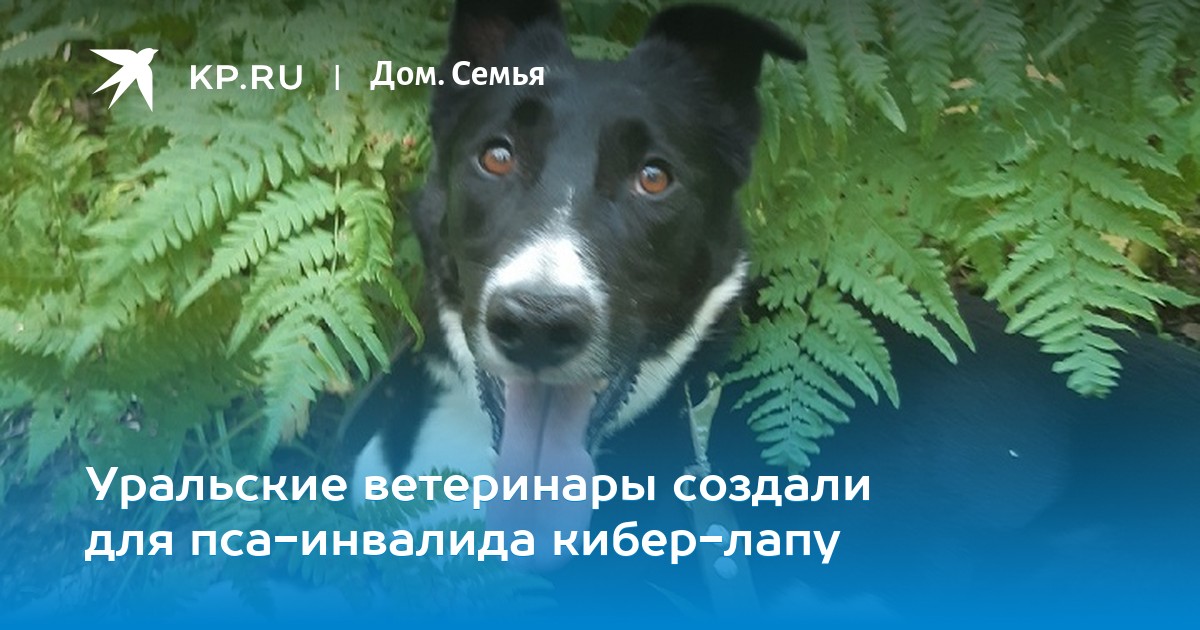 температура. ветеринар баграт челябинск. челябинск служба спасения животных и птиц. баграт ветеринар из челябинска. ветеринары уральские.