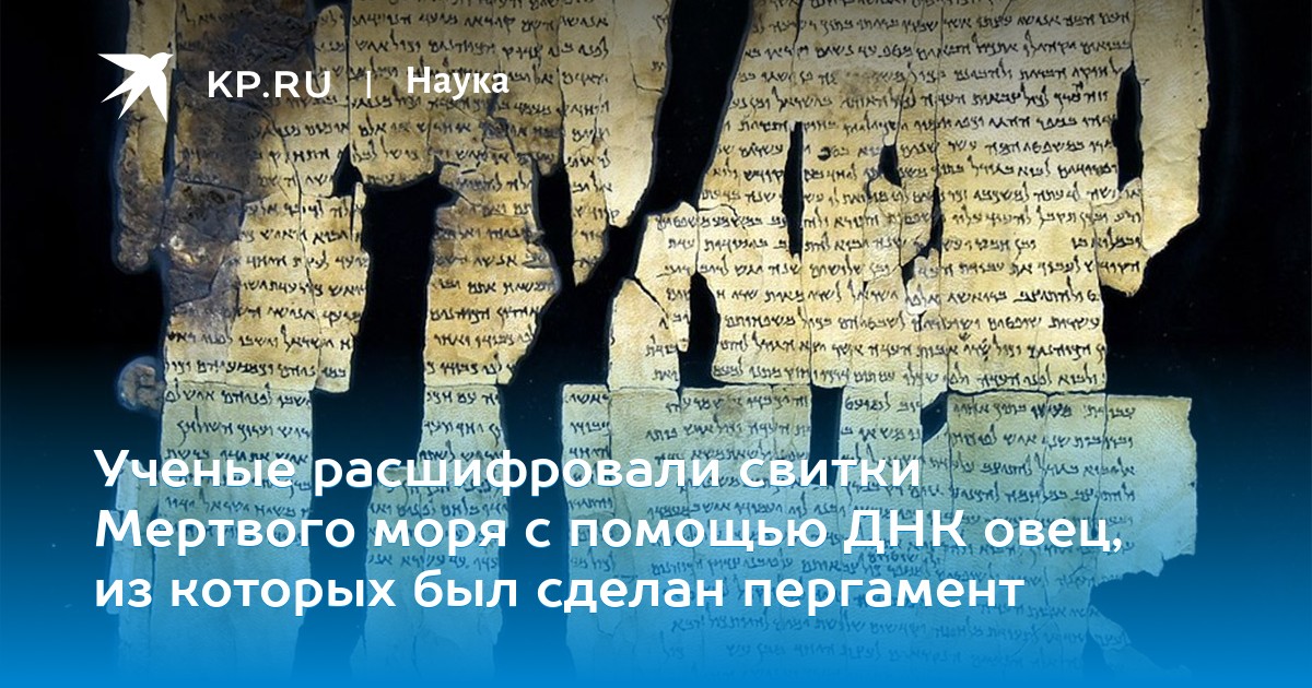 Ученые расшифровали свитки Мертвого моря с помощью ДНК овец, из которых был сделан пергамент