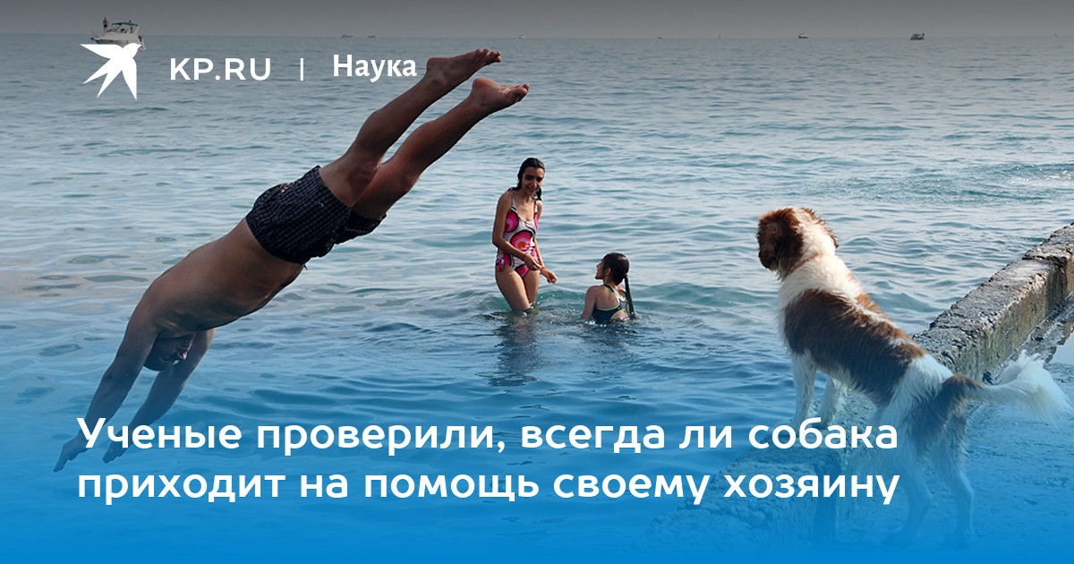 Ученые проверили, всегда ли собака приходит на помощь своему хозяину