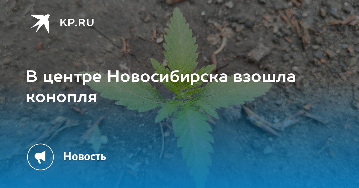Конопля взошла Конопля взошла tor browser what does it do gidra