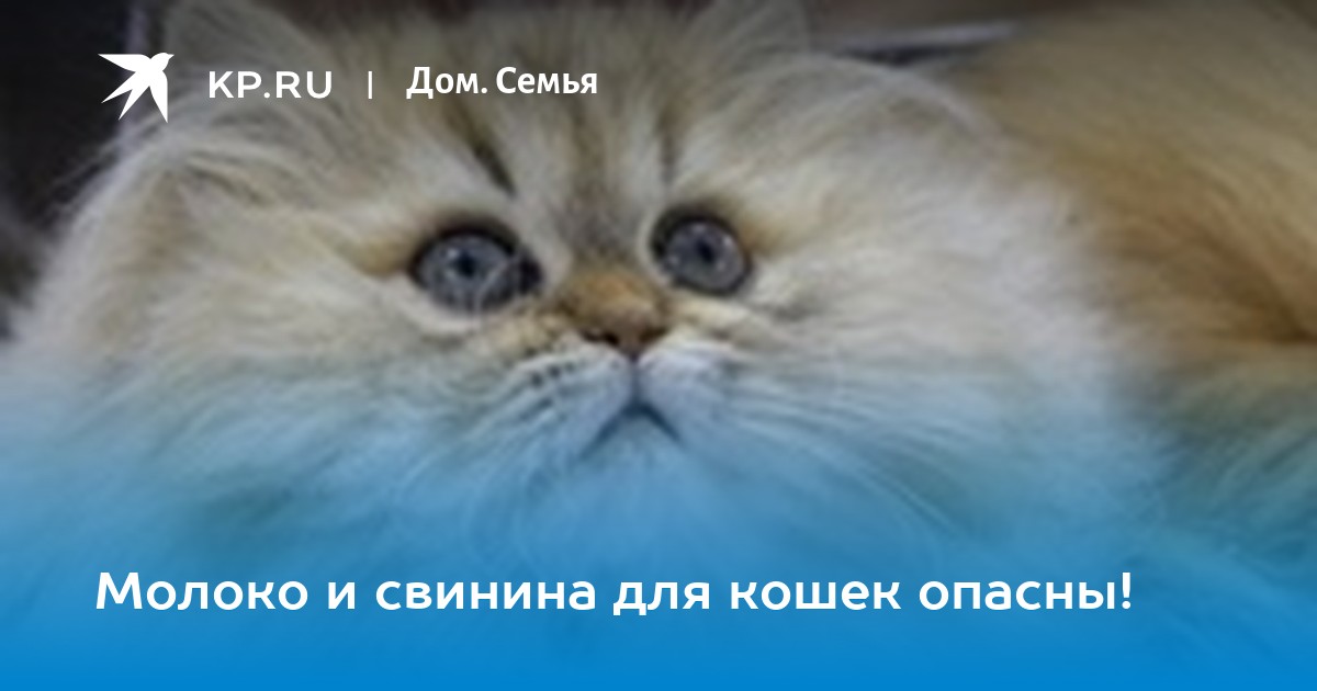 Чем опасна свинина для кошек новые фото Чем опасна свинина для кошек новые фото