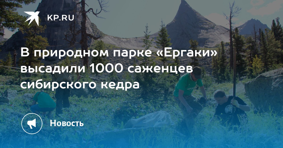 В природном парке «Ергаки» высадили 1000 саженце сибирского кедра - Vimarsana News
