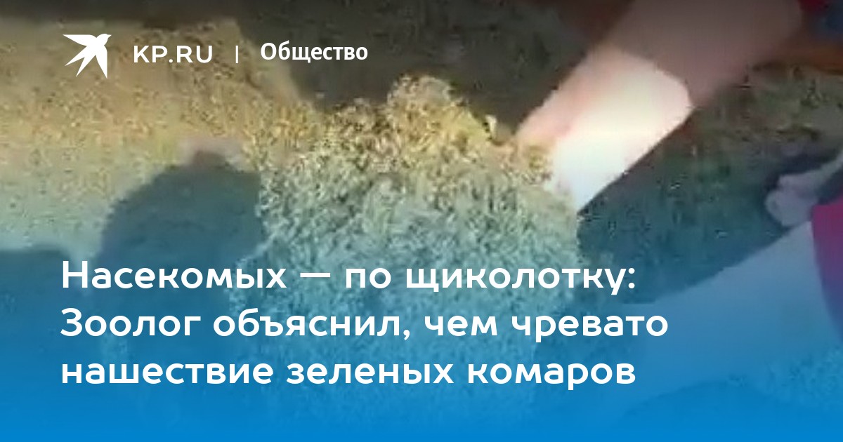 Насекомых — по щиколотку: Зоолог объяснил, чем чревато нашествие зеленых комаров - Vimarsana News