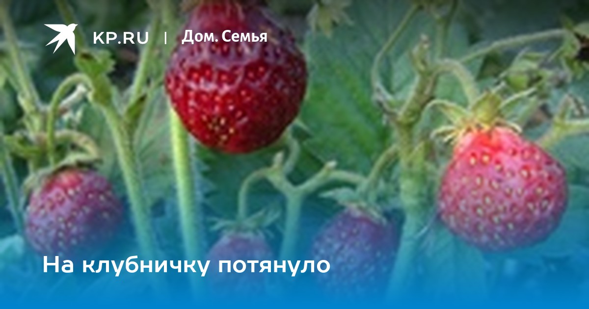 Смотреть Хот-дог " видео Смотреть Хот-дог " видео