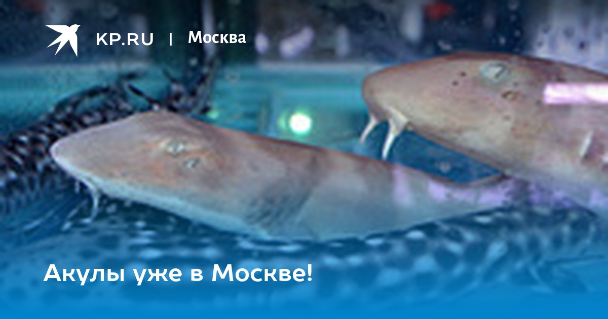 Акулы уже в Москве!