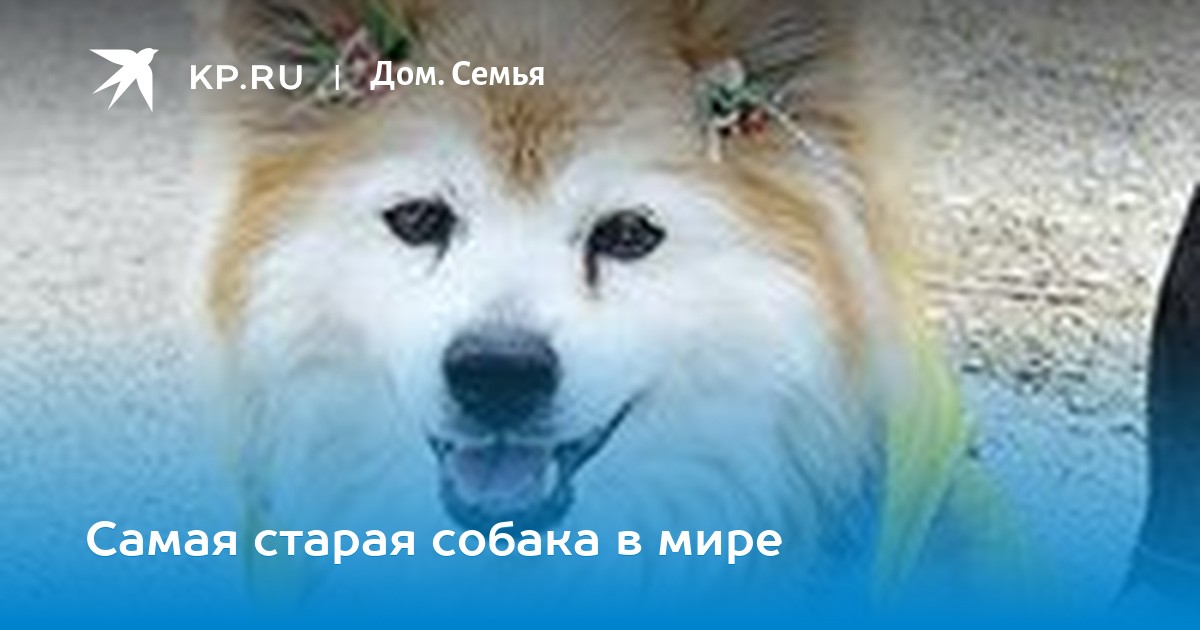 Самая старая собака в мире до сих пор жива и в этом году отпразднует своё тридцатилетие новые фото Самая старая собака в мире до сих пор жива и в этом году отпразднует своё тридцатилетие новые фото