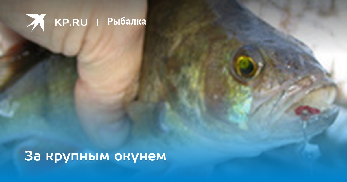 Где ловится окунь в новосибирске? Окуня запретят ловить Осетра запретят ловить Где ловится окунь в новосибирске? Окуня запретят ловить Осетра запретят ловить