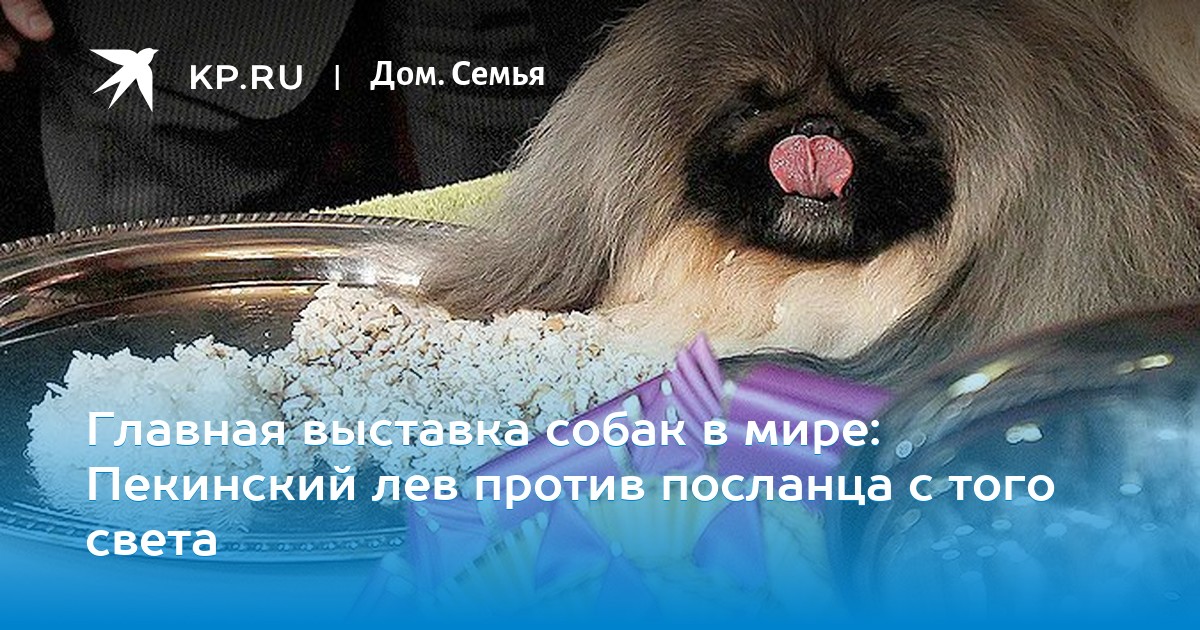 Выставка собак клуб ювентус Выставка собак клуб ювентус