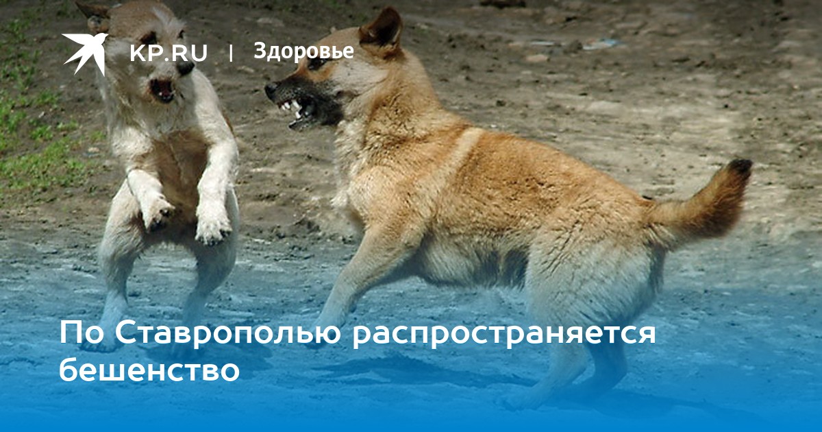 Статистика по бешенству в ставропольском крае Статистика по бешенству в ставропольском крае thumbnail