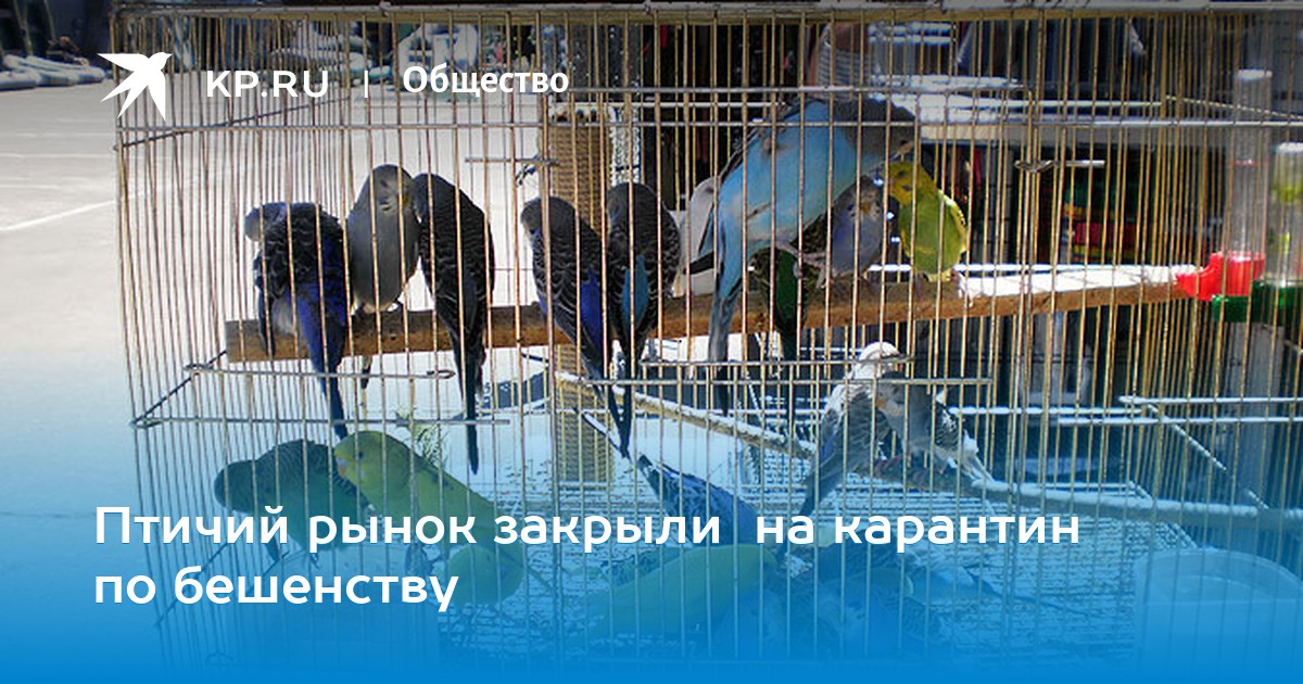 Птичий рынок воронеж. Птичий рынок воронеж. Птичий рынок в москве. Центральный рынок симферополь птичий рынок. Птичий рынок садовод животные.