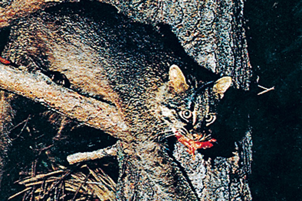 На деревьях: дикая кошка