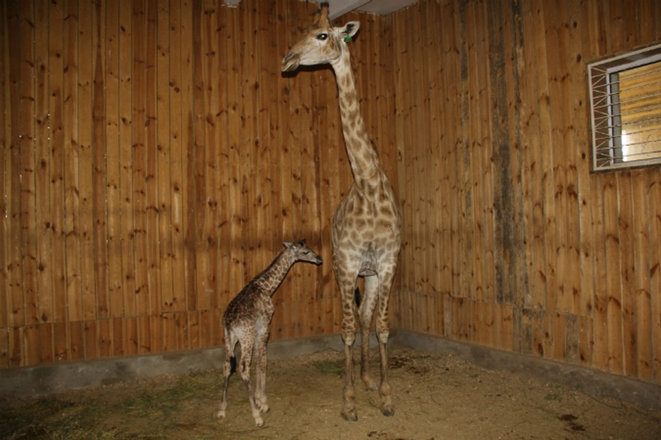 Малыш родился 30 декабря в 8 утра. Фото: пресс-служба сафари-парка "Тайган"