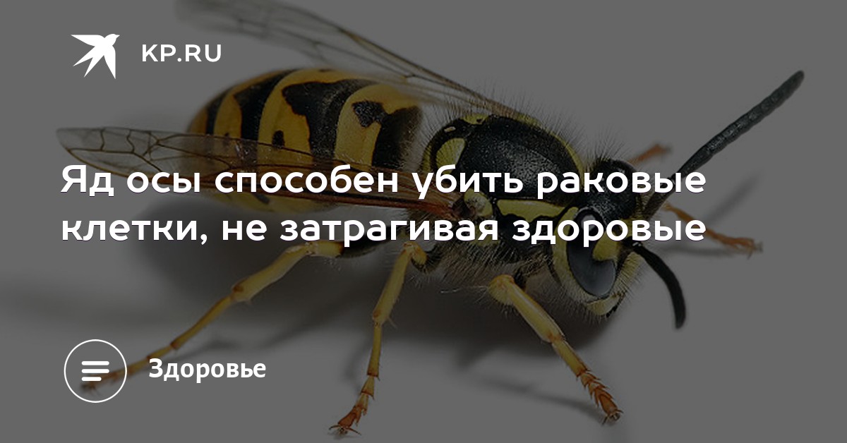 Яд осы способен убить раковые клетки, не затрагивая здоровые