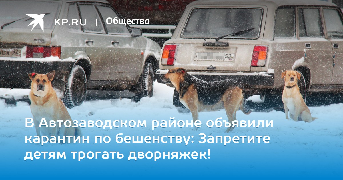 Автозаводский район карантин по бешенству thumbnail