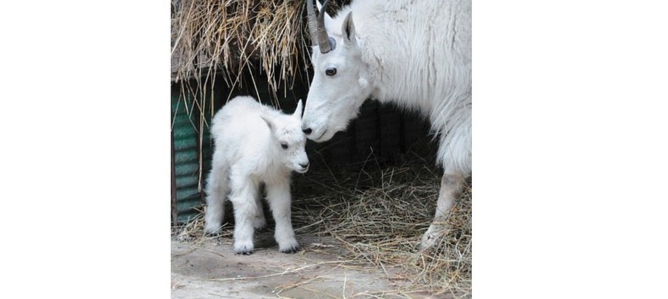 Красивая коза. Карикатура на тему пьянства. Бабушка с козлятами. Коза козёл козлёнок. Козликом станешь.