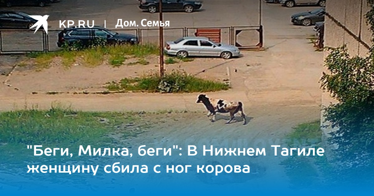 Картинки по запросу корова в нижнем тагиле