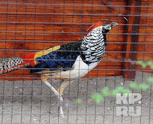 Все породы фазанов: их описание и фото