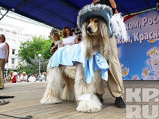 Собачий в отеле Хилтон (21 фото)