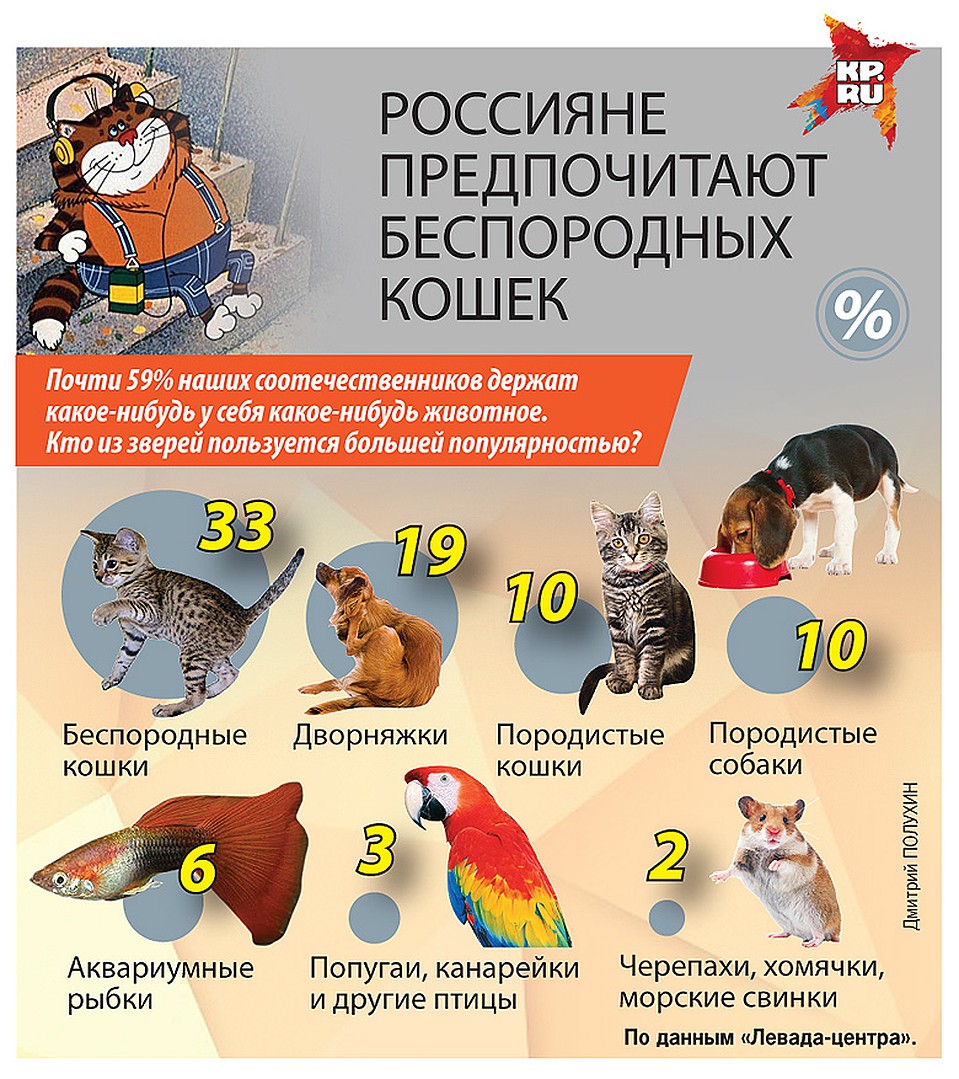 Текст кошка беспородная