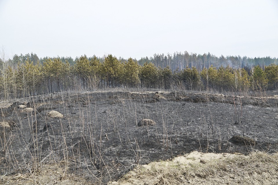 В зоне пожаров оказался Кислухинский заказник. Фото: Олег УКЛАДОВ