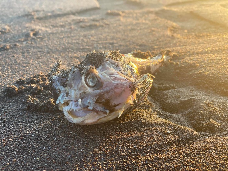 Росія приховує жахливу екологічну катастрофу та розлив нафти в Тихому океані - Цензор.НЕТ 8273