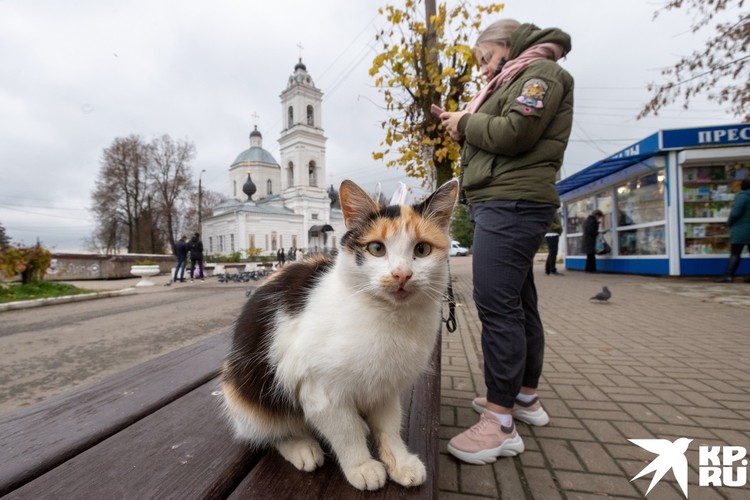 Коты в Тарусе повсюду.