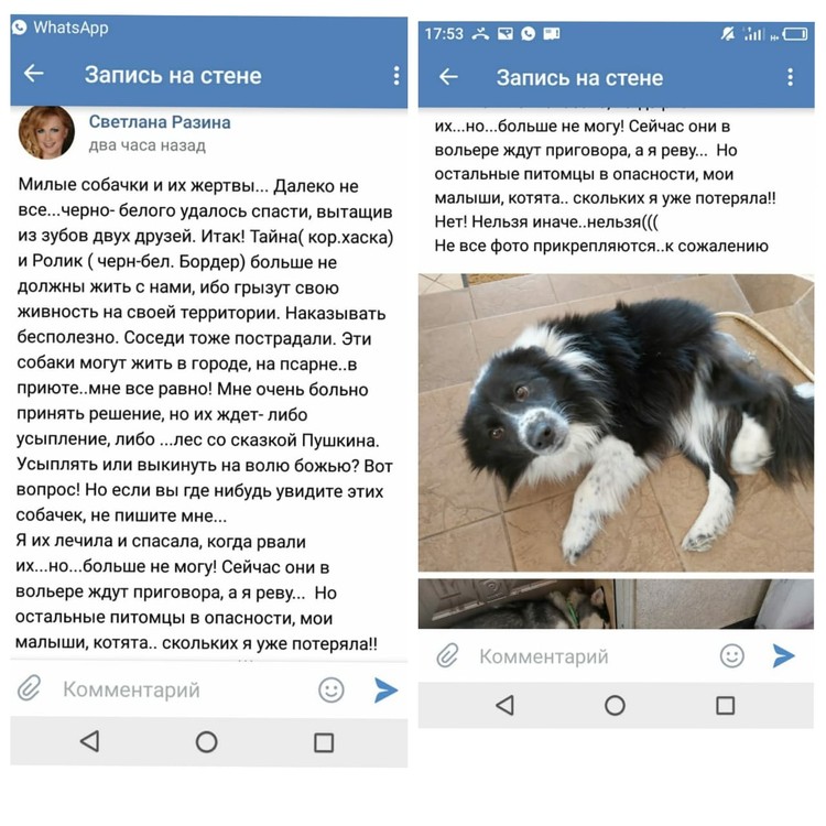 Экс-солистка группы "Мираж" Светлана Мразина выбросила двух собак на улицу. 2 Светлана Разина группа Мираж веткупон новости о животных vetkupon.ru