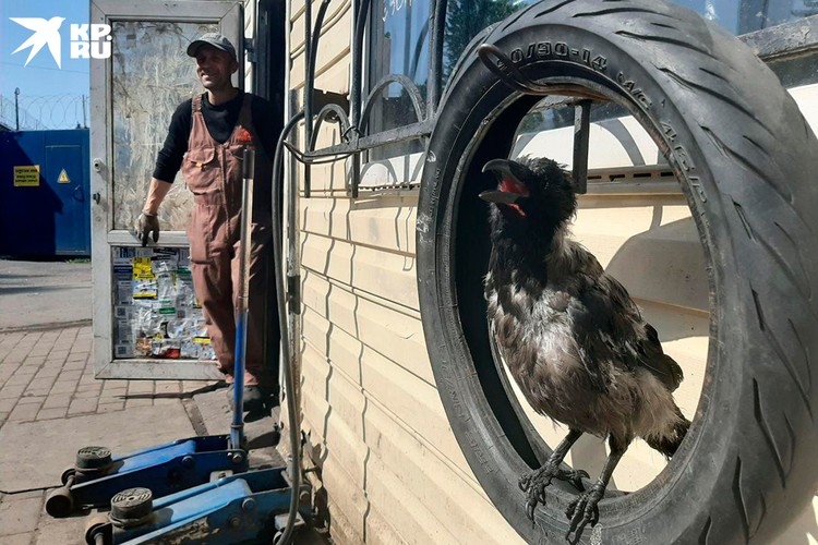 Ворону (которую так и зовут - Ворона) мужчина подобрал со сломанным крылом и сам выходил.