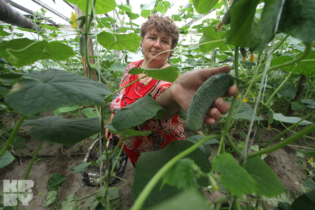 город огурцов в беларуси. Смотреть фото город огурцов в беларуси. Смотреть картинку город огурцов в беларуси. Картинка про город огурцов в беларуси. Фото город огурцов в беларуси город огурцов в беларуси. Смотреть фото город огурцов в беларуси. Смотреть картинку город огурцов в беларуси. Картинка про город огурцов в беларуси. Фото город огурцов в беларуси