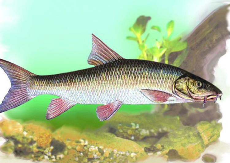 Вот так выглядит "заповедная" рыбка.