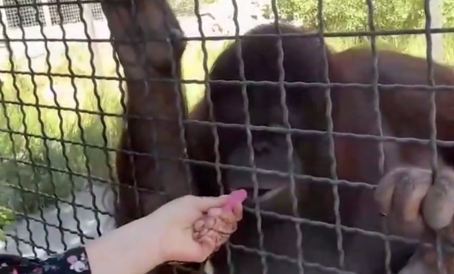 Боксерша дала вейп обезьяне, фото снимок экрана