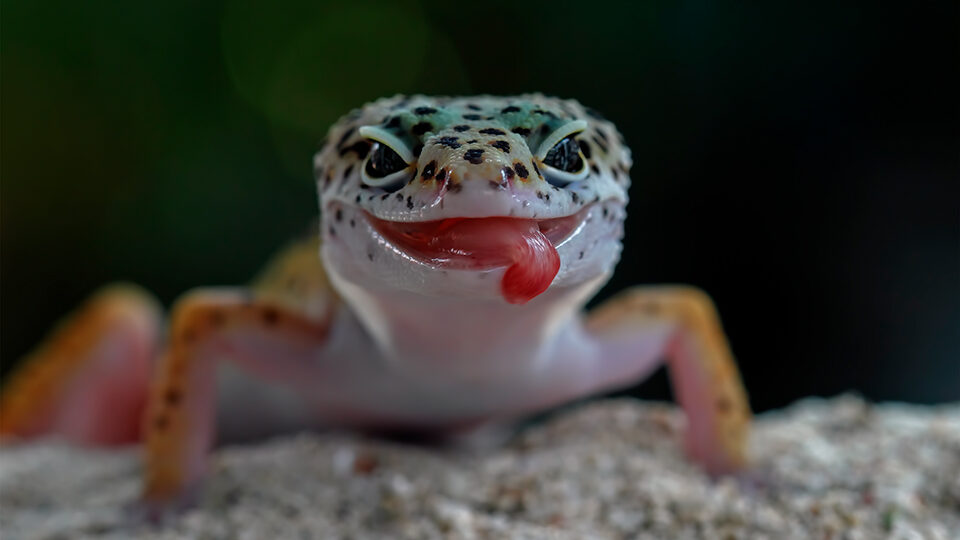 К чему снится ящерица