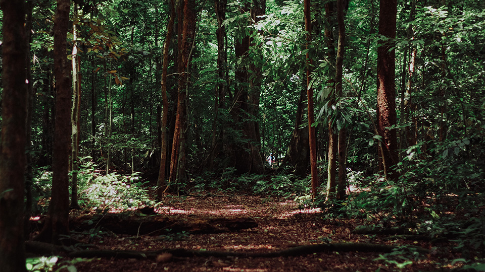 К чему снится лес