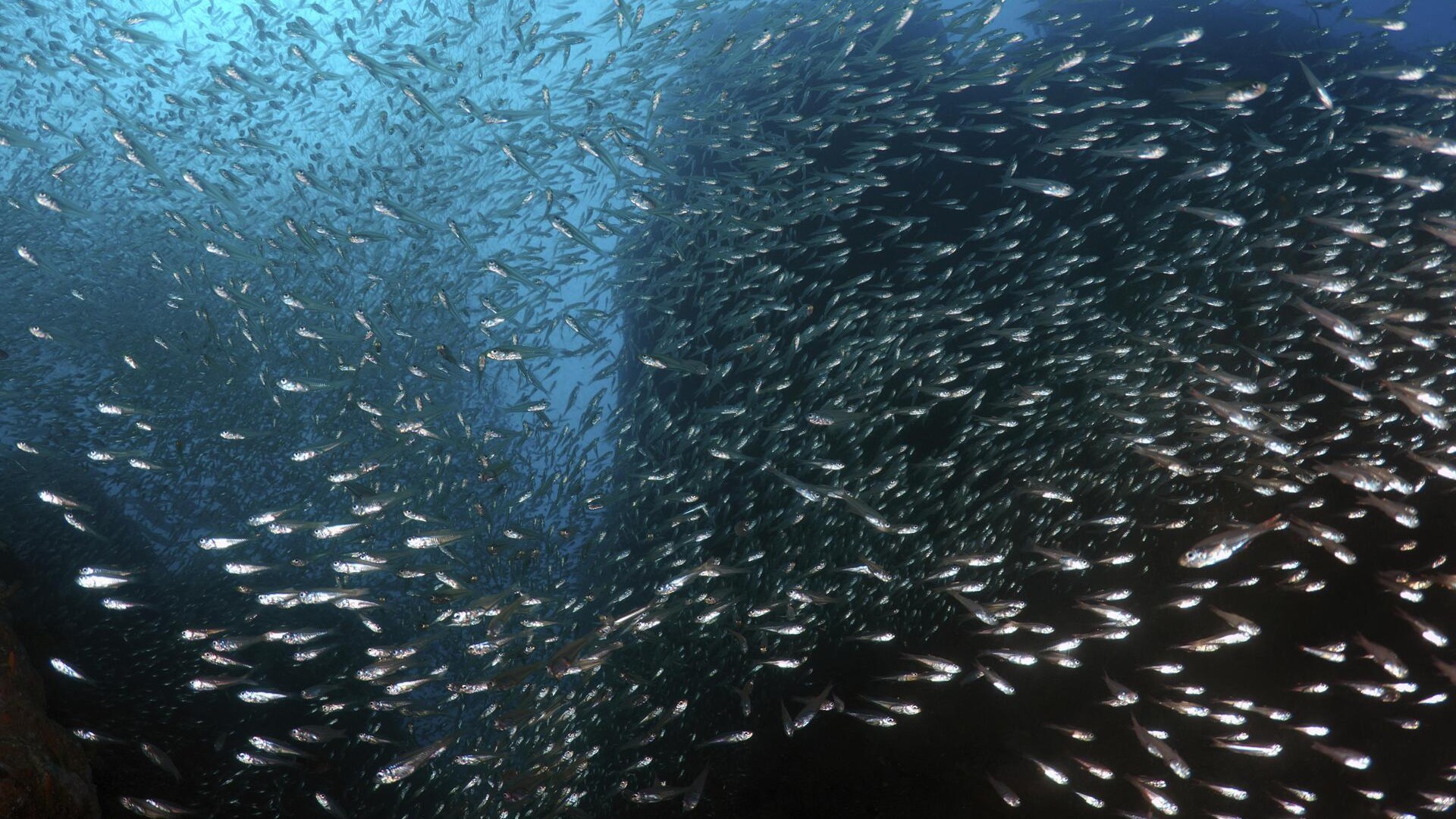 Плавание возле кораллового рифа, Хиккадува.
