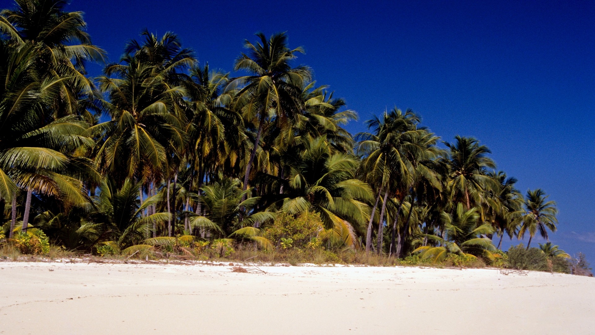 Песчаный пляж и пальмы, остров Бангарам, Лакшадвипские острова.