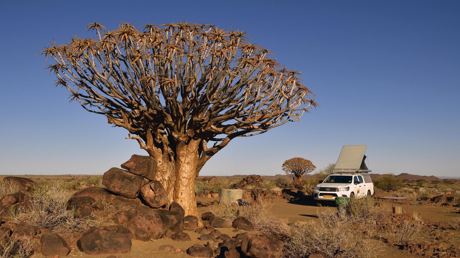 Кемпинг, внедорожник с палаткой рядом с деревом алоэ дихотома, Кетмансхуп.